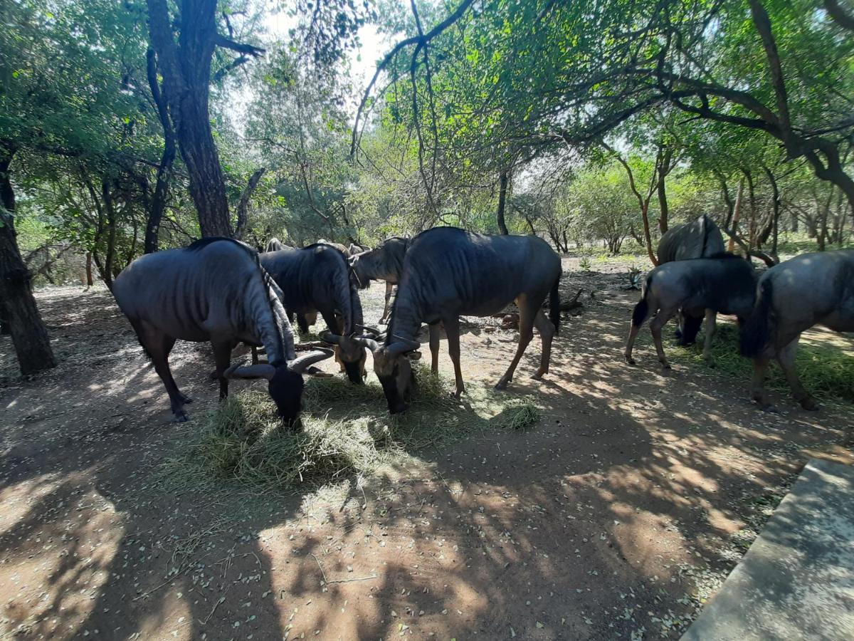 African Sky Villas Marloth Park Exteriör bild