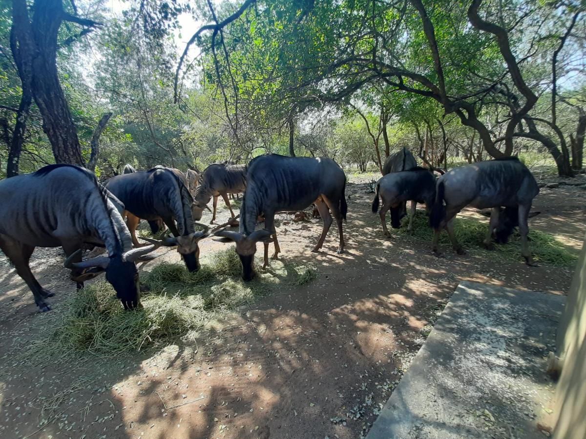 African Sky Villas Marloth Park Exteriör bild